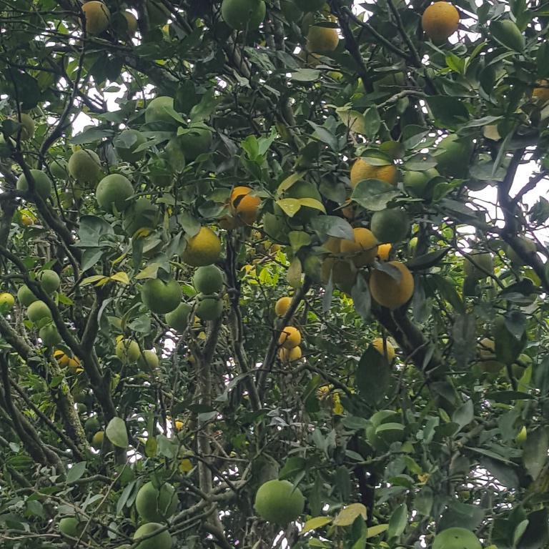 Finca El Diamante Villa Calarcá Dış mekan fotoğraf
