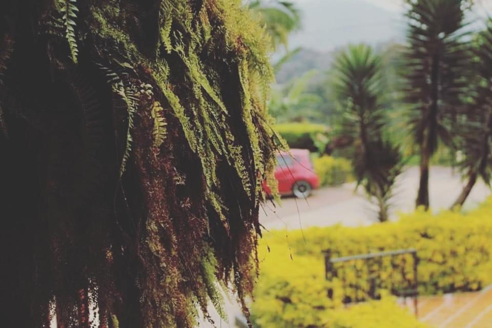 Finca El Diamante Villa Calarcá Dış mekan fotoğraf